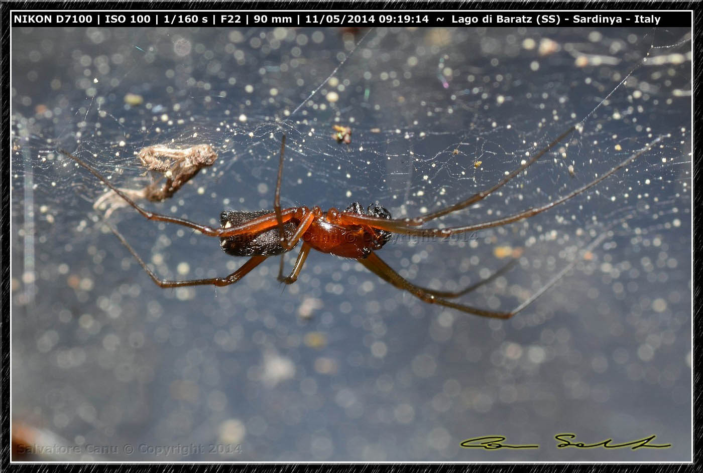 Frontinellina frutetorum dal Lago di Baratz (SS)